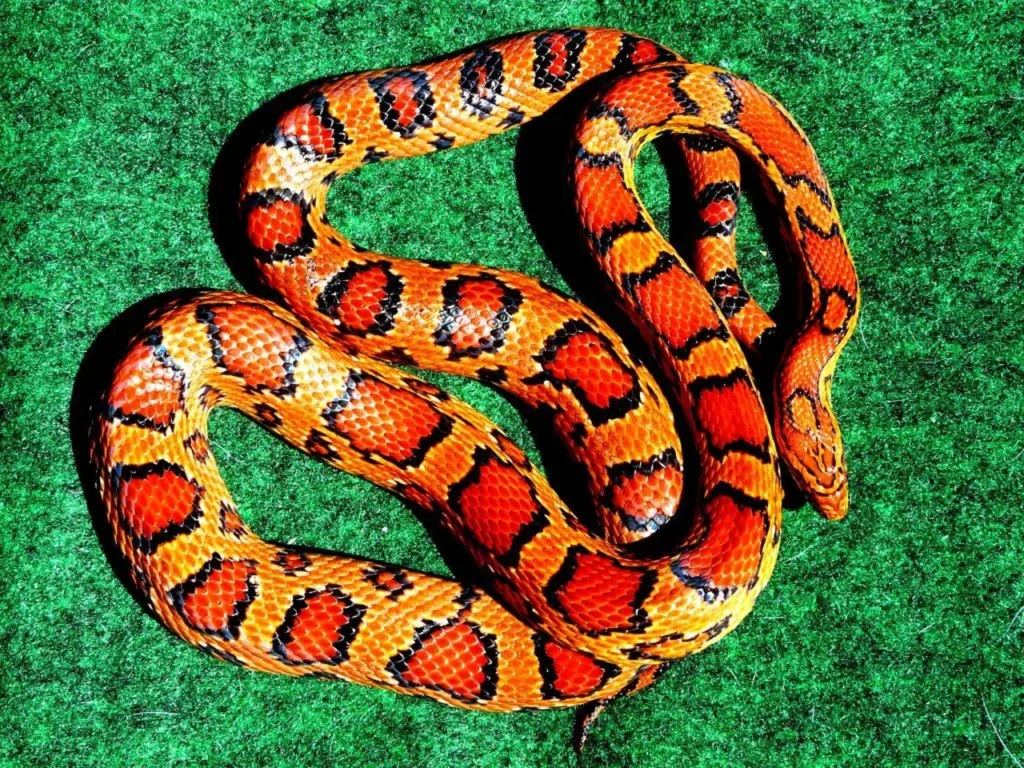 Colorful Snakes 8