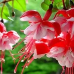 Fuchsia Flower 19