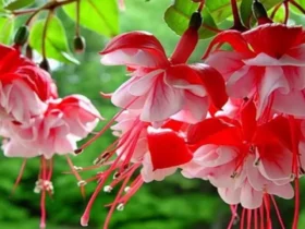 Fuchsia Flower 19