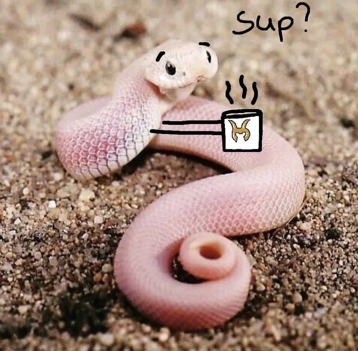 Funny Snakes 1