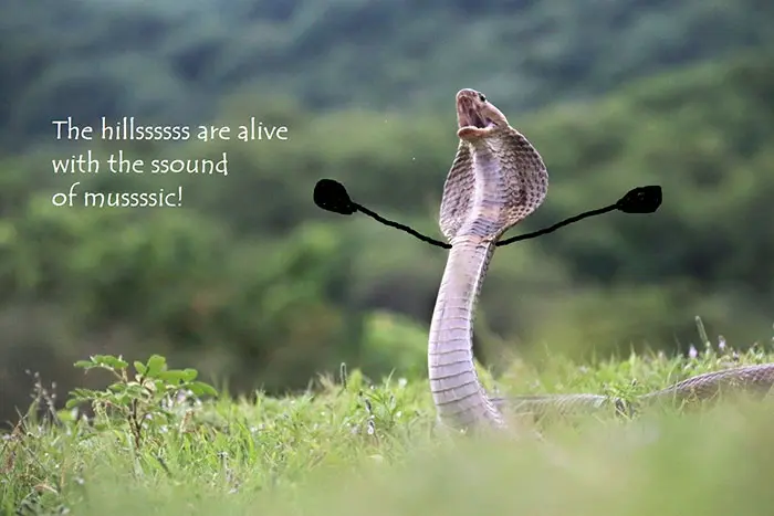 Funny Snakes 10