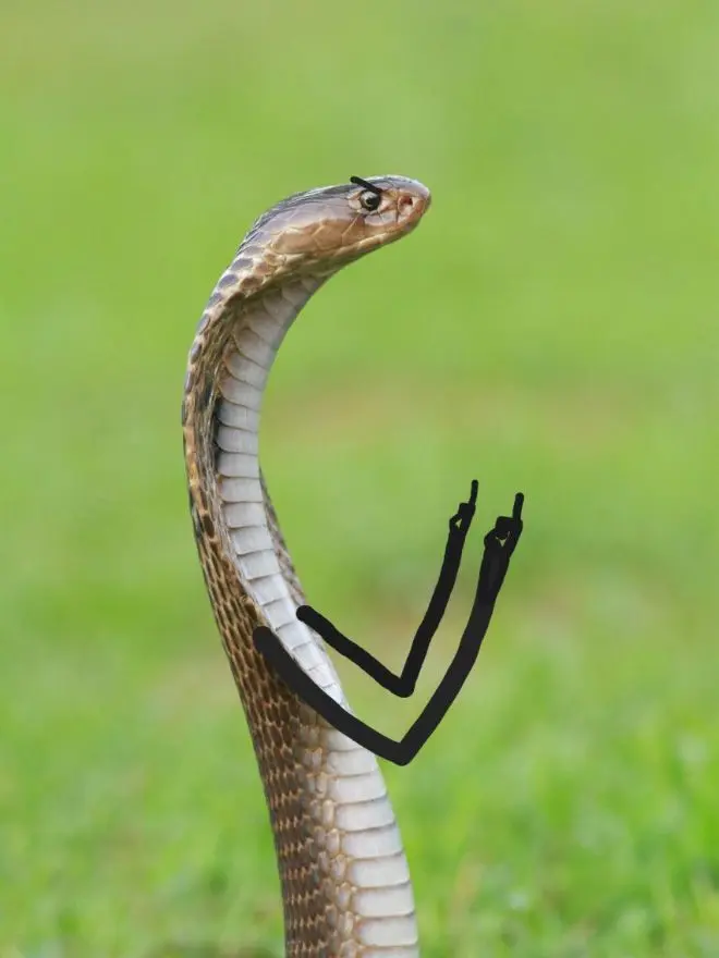 Funny Snakes 11