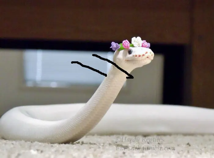 Funny Snakes 12