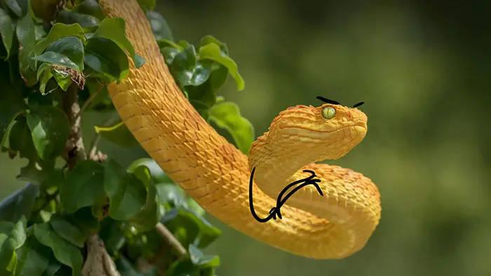 Funny Snakes 14