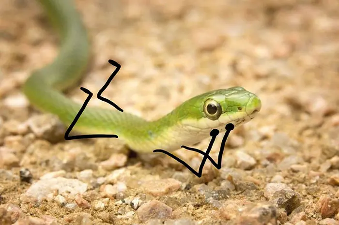 Funny Snakes 15
