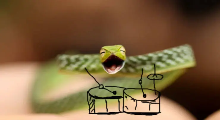 Funny Snakes 17