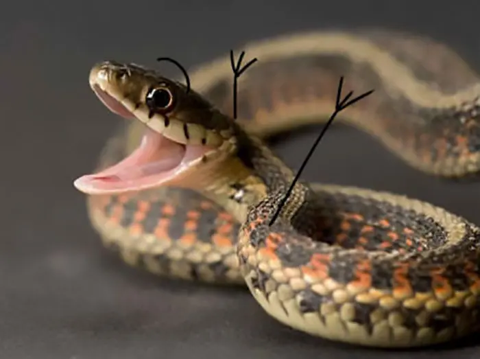 Funny Snakes 18