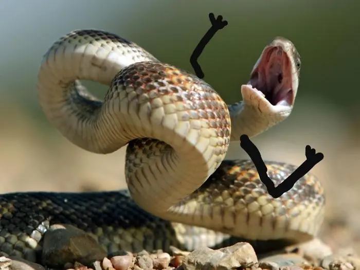 Funny Snakes 19