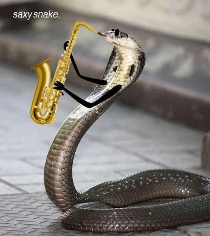 Funny Snakes 2