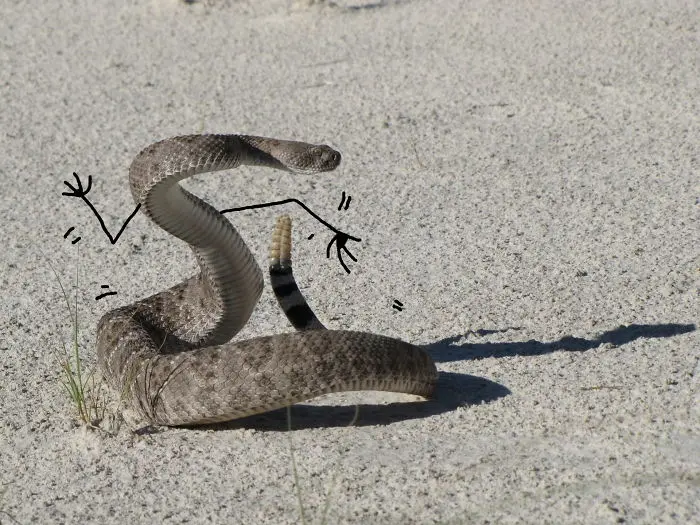 Funny Snakes 20