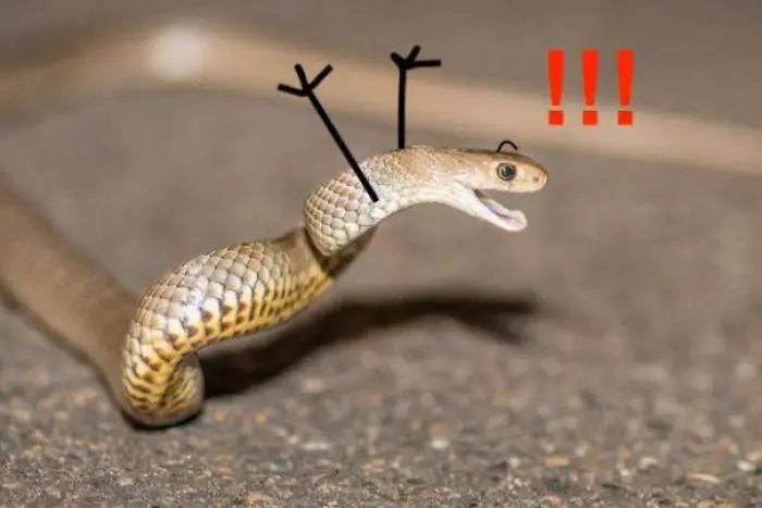 Funny Snakes 21