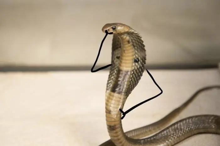 Funny Snakes 22