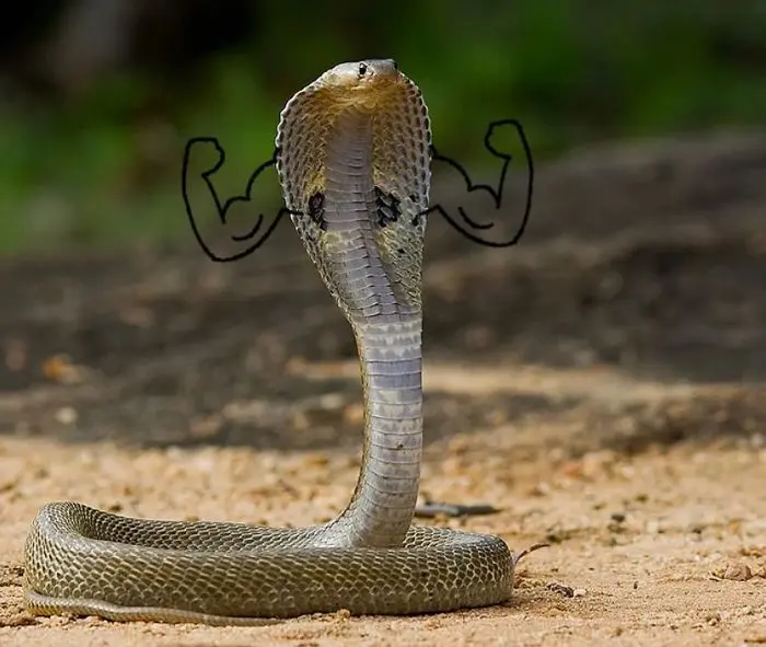Funny Snakes 23