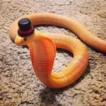 Funny Snakes 4