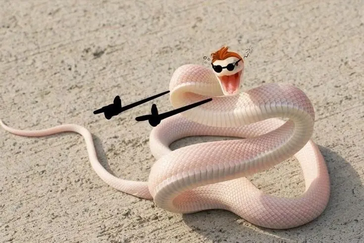 Funny Snakes 6