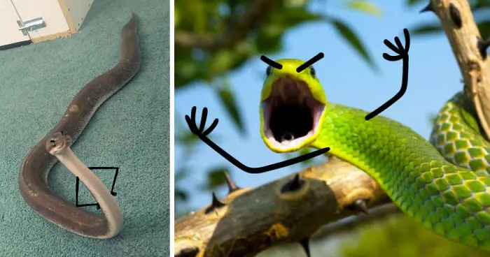 Funny Snakes 8