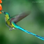 Long Tailed Sylph Hummingbird 2