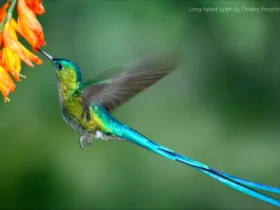 Long Tailed Sylph Hummingbird 2