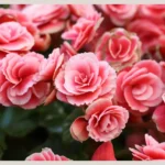 Pink Begonia Flower 11