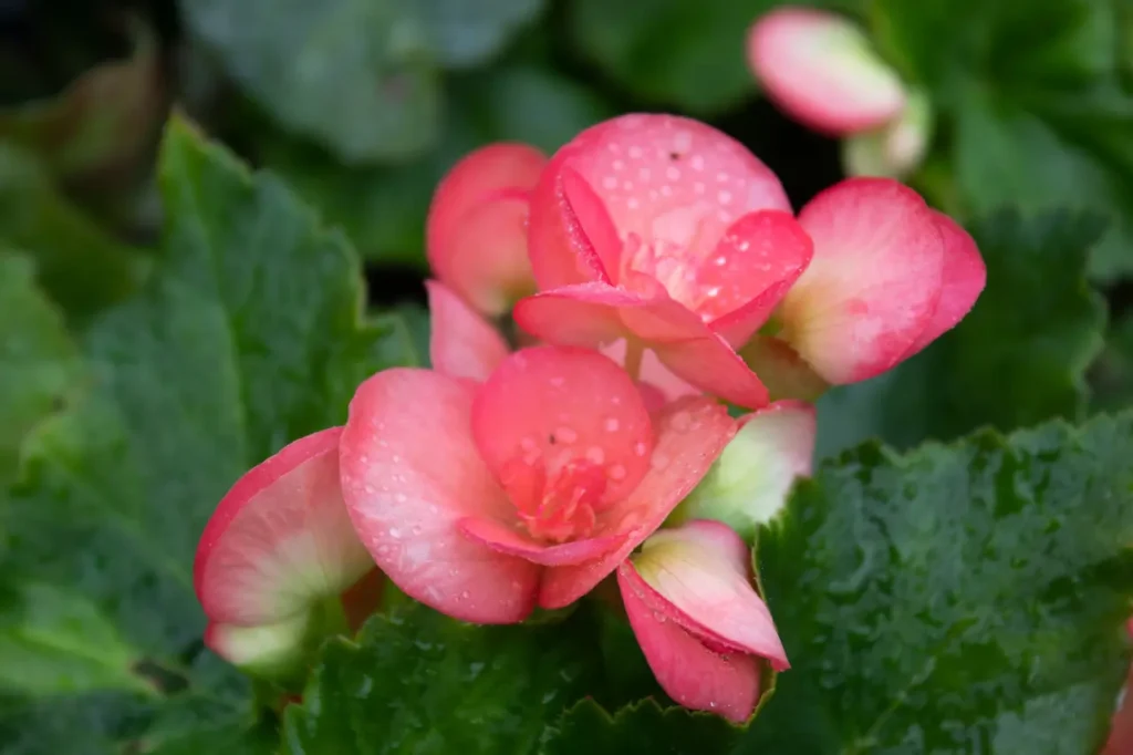 Pink Begonia Flower 12