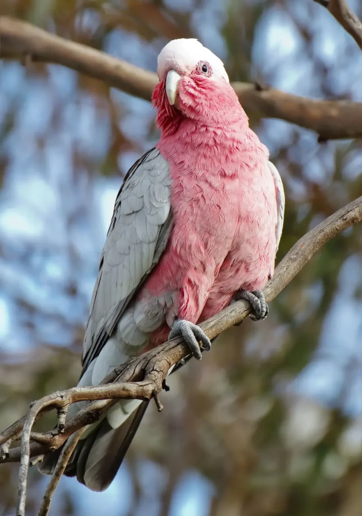 Pink Parrot 1