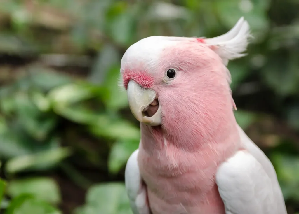 Pink Parrot 2