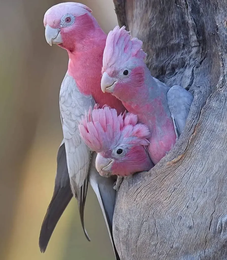 Pink Parrot 3