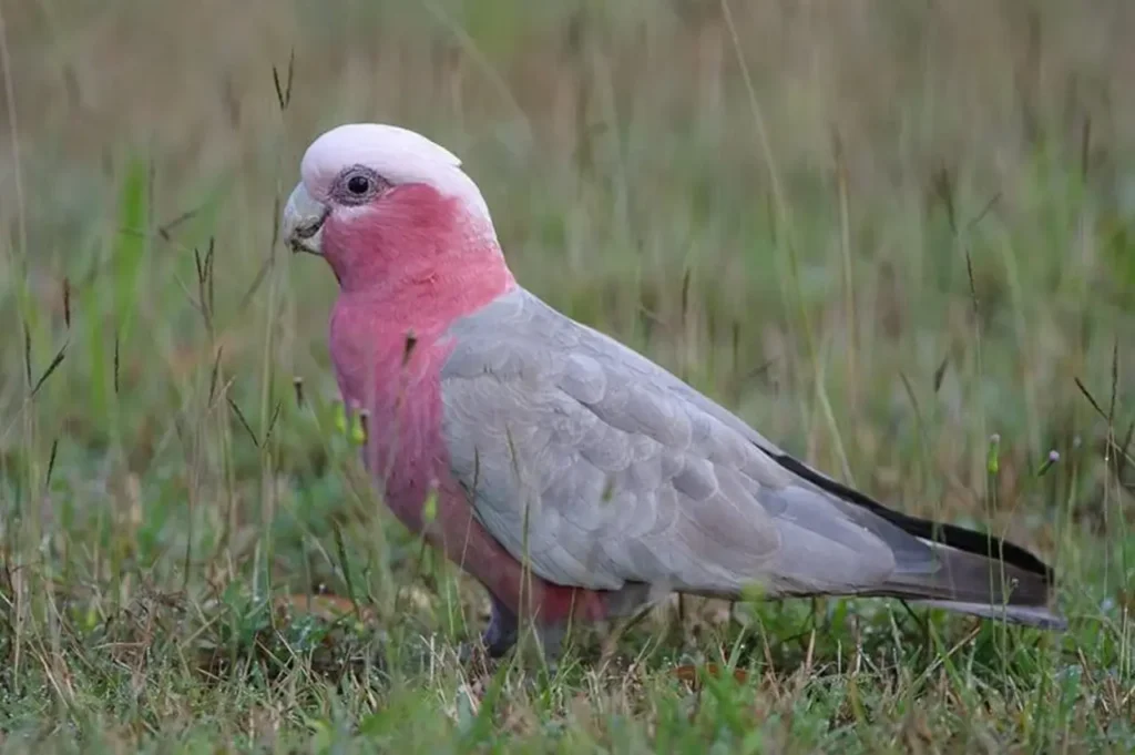 Pink Parrot 4