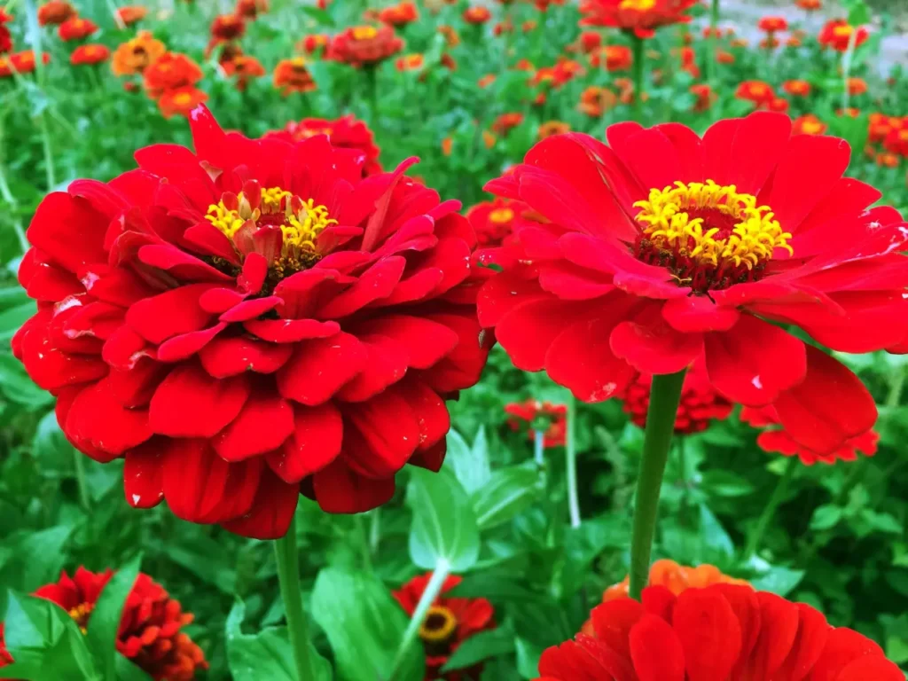 Red Zinnia Flowers 1