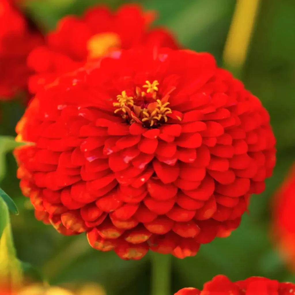 Red Zinnia Flowers 5