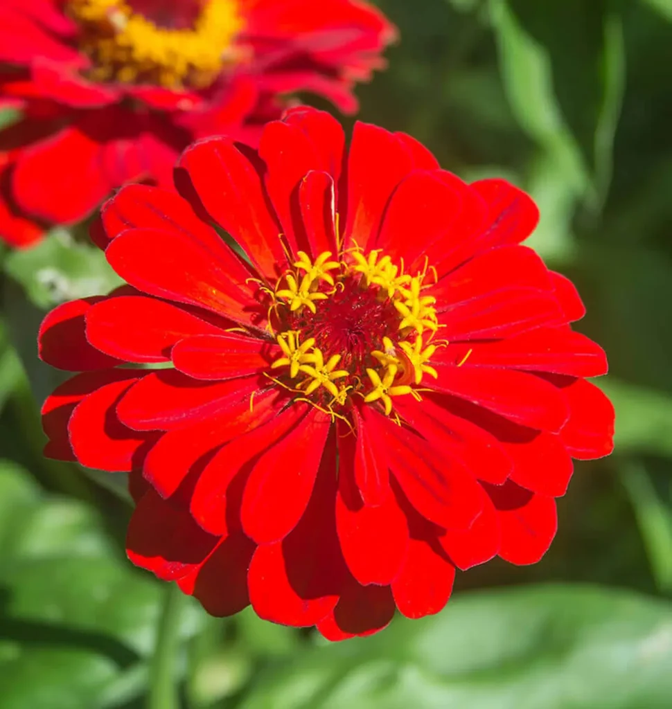 Red Zinnia Flowers 6