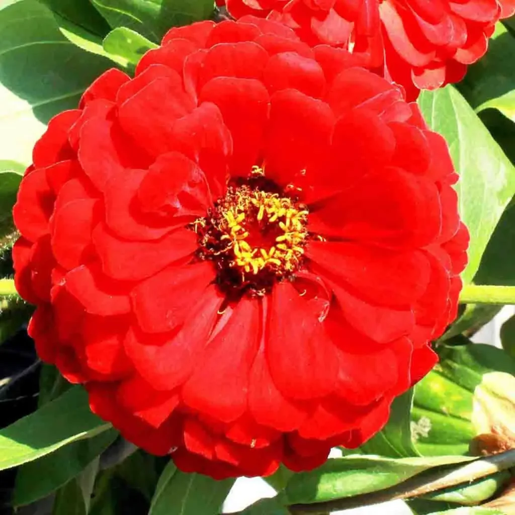 Red Zinnia Flowers 7
