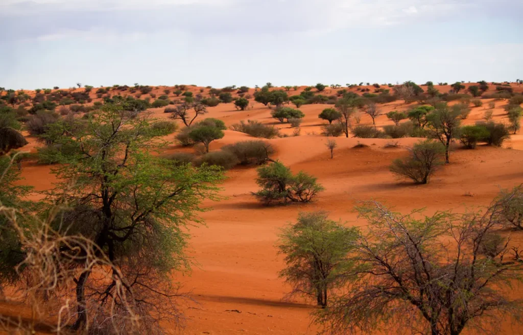 The Top Famous Deserts In The World 82