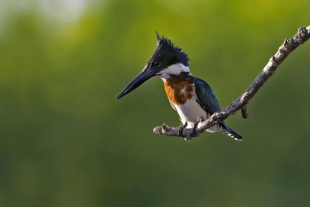 Amazon Kingfisher 10