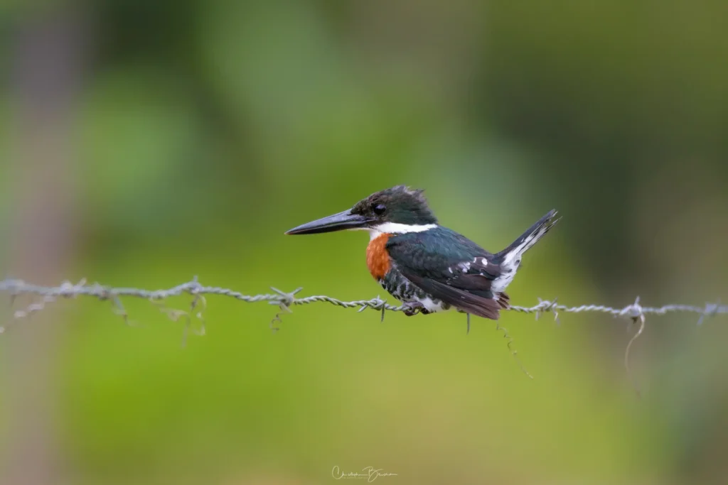 Amazon Kingfisher 13