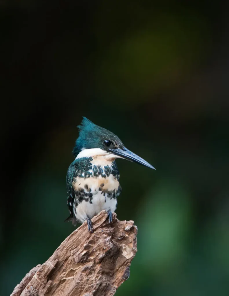 Amazon Kingfisher 14