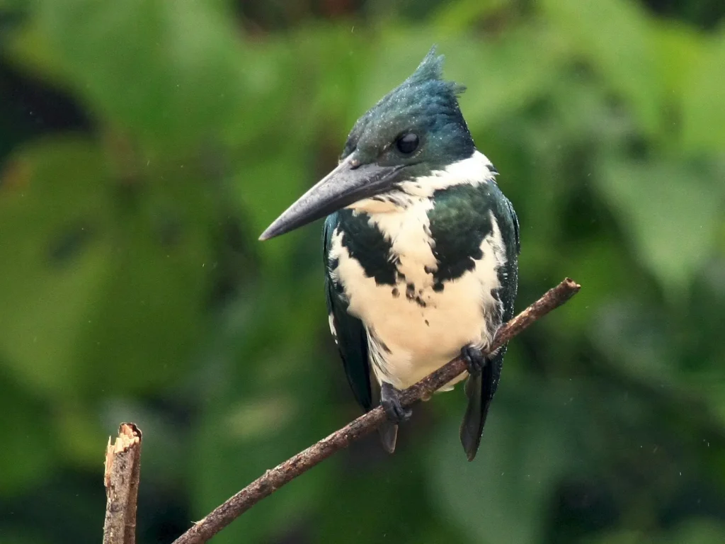 Amazon Kingfisher 5