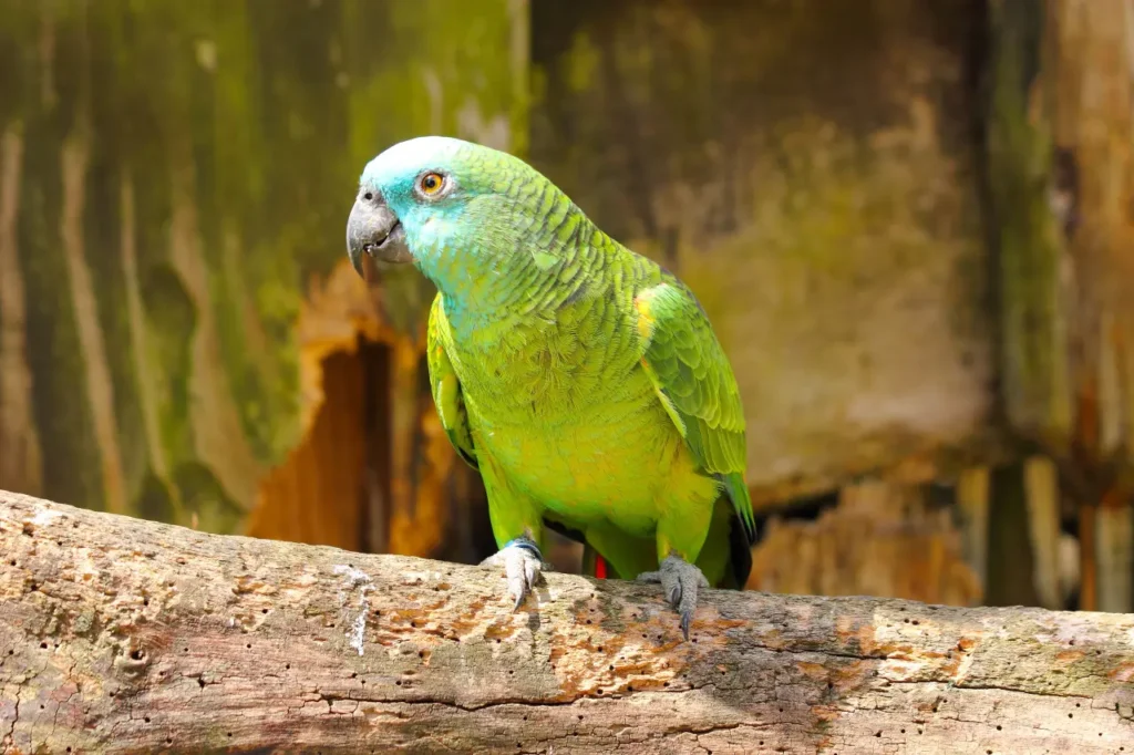Amazon Parrots 1
