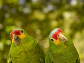 Amazon Parrots 2