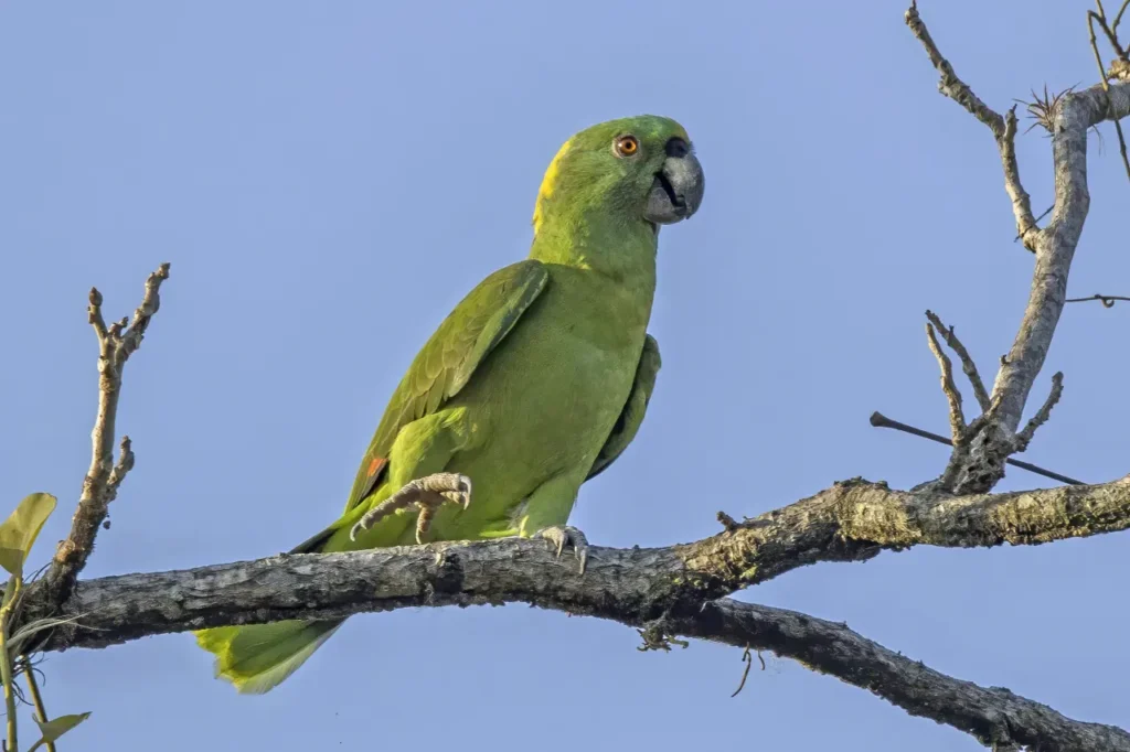 Amazon Parrots 3