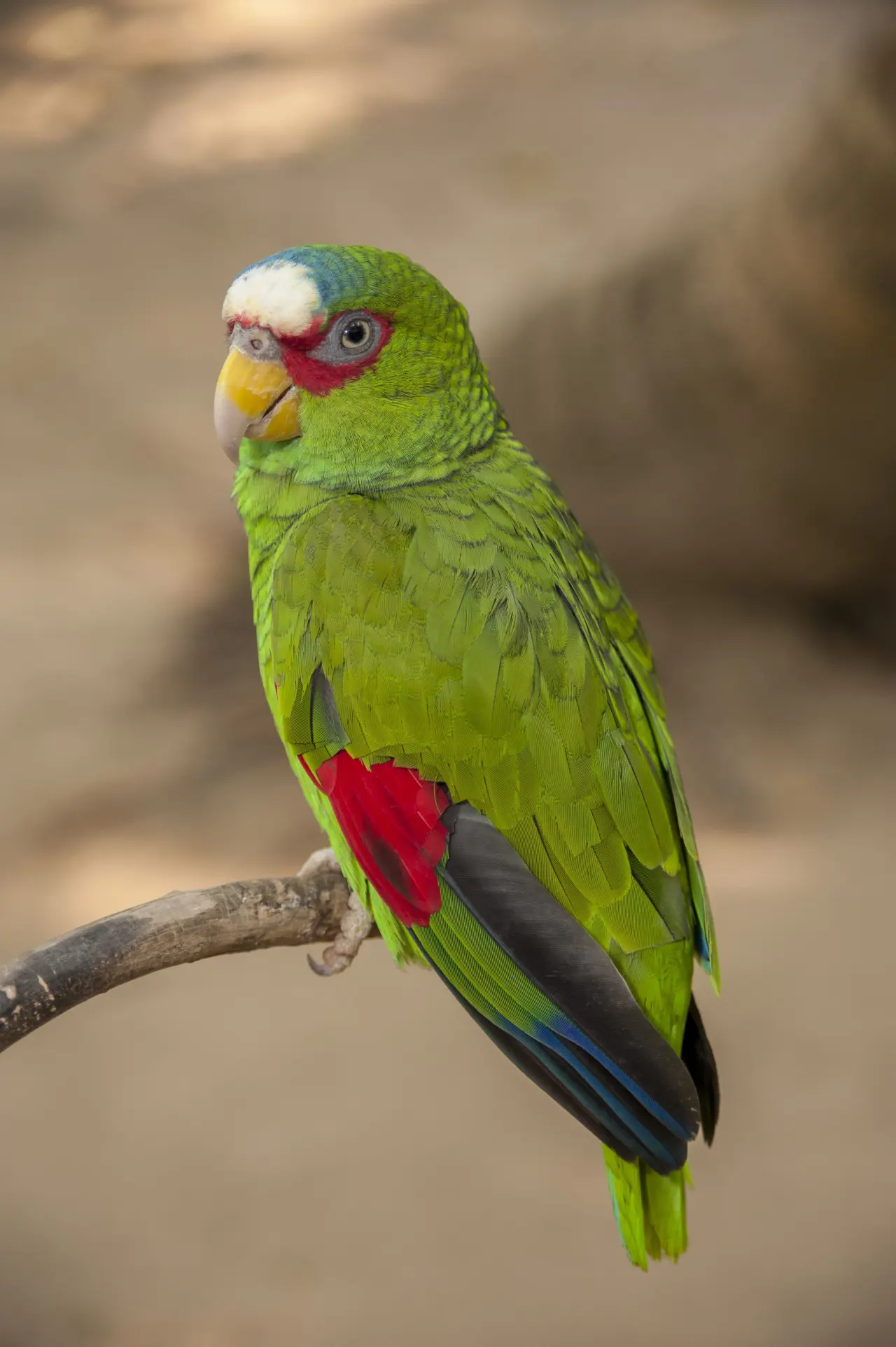 Amazon Parrots 4