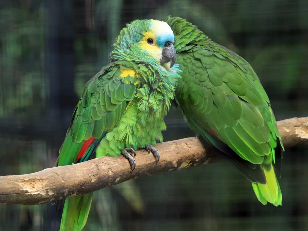 Amazon Parrots 5