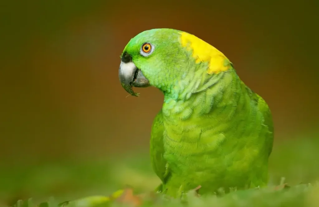 Amazon Parrots 6