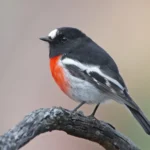 Australian Robin 1