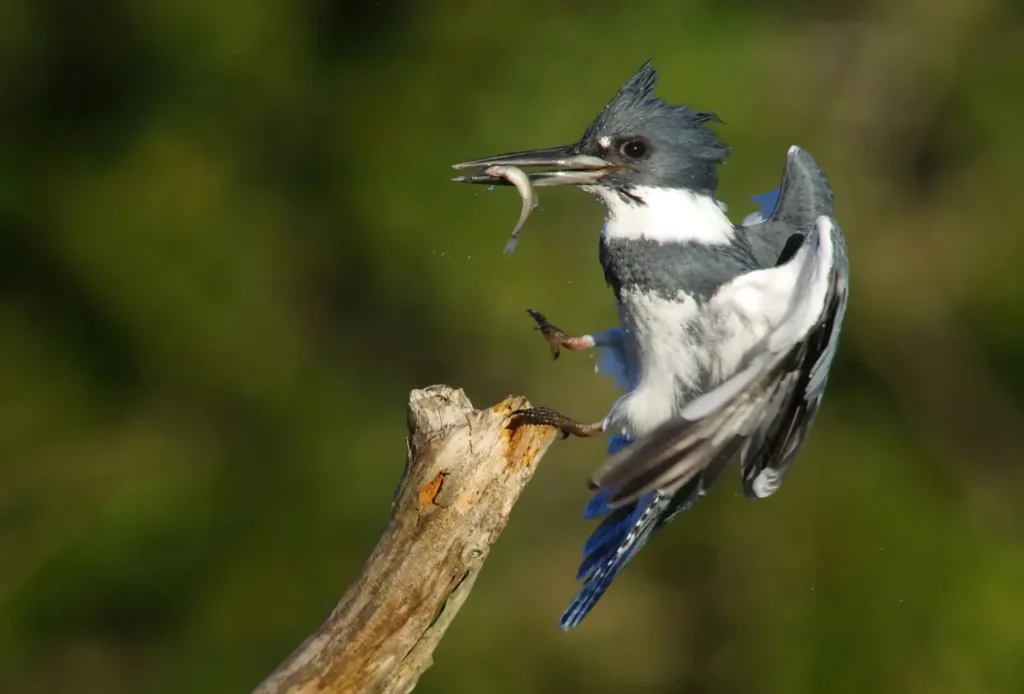 Belted Kingfisher 11