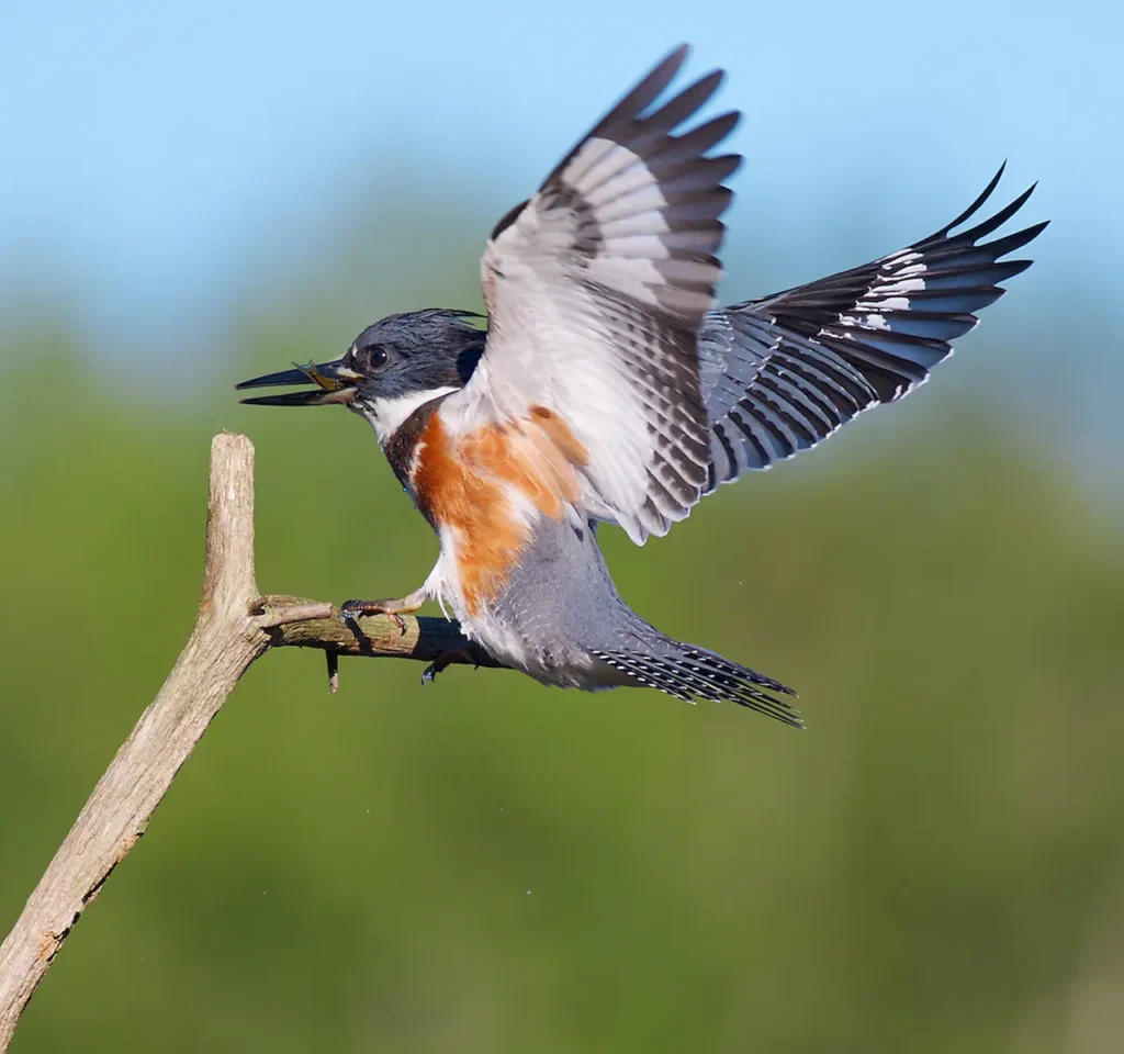 Belted Kingfisher 13