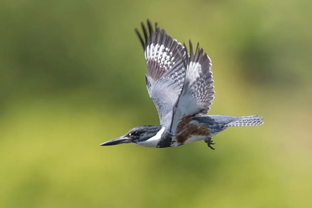 Belted Kingfisher 14