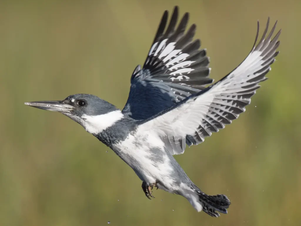 Belted Kingfisher 15