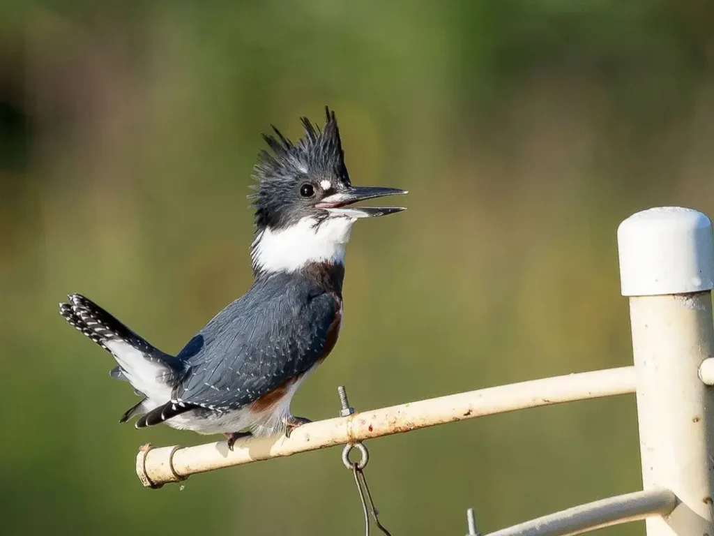 Belted Kingfisher 16