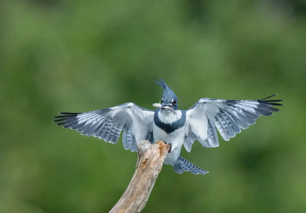 Belted Kingfisher 18